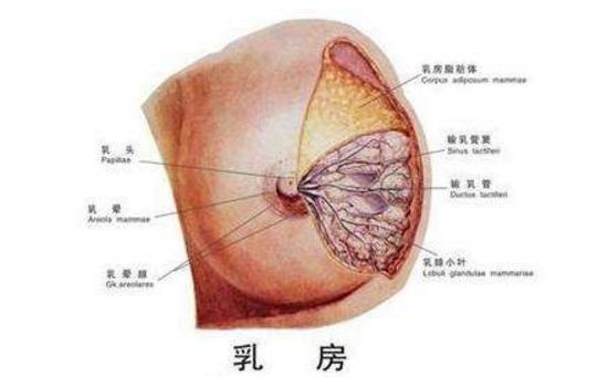 哺乳期乳腺炎癥狀圖片
