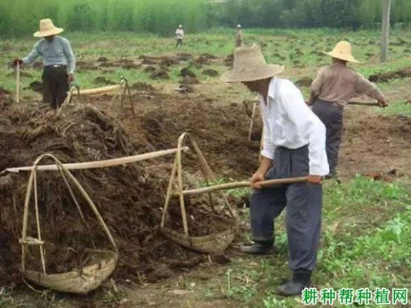 有机肥的功效与作用