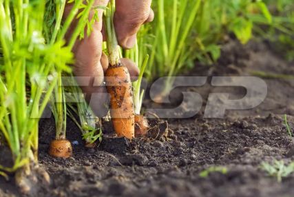 生物有机肥，即将迎来黄金十年？(图4)