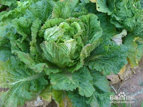 菜地的大白菜怎样包心生长