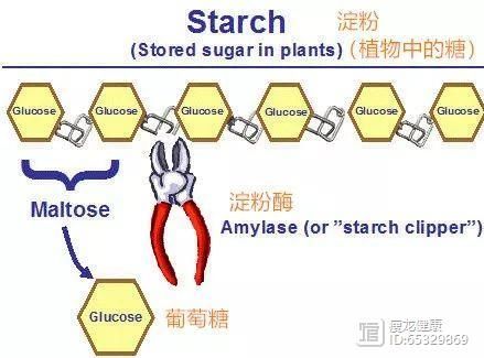 科普：为什么吃主食，最容易发胖？