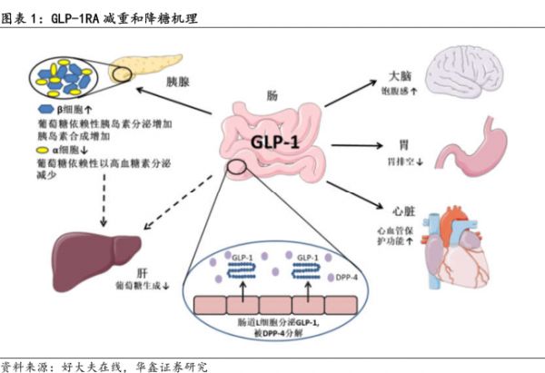 GLP-1RA减重和降糖机理-小牛行研(hangyan.co)-AI驱动的行业研究数据服务