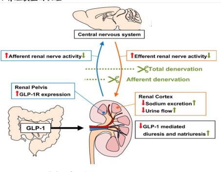 Central nervous system-小牛行研(hangyan.co)-AI驱动的行业研究数据服务