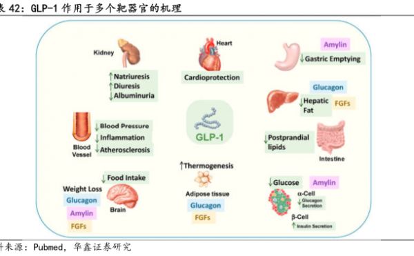GLP-1作用于多个靶器官的机理-小牛行研(hangyan.co)-AI驱动的行业研究数据服务