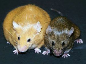 Encyclopedie environnement - epigenome epigenetique - exemple gene Agouti - methylation - avy gene - agouti gene