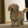 https://p0.meituan.net/userheadpicbackend/5ed45072d2be469e023f808fd73d0ff1434840.jpg%40120w_120h_1e_1c_1l%7Cwatermark%3D0
