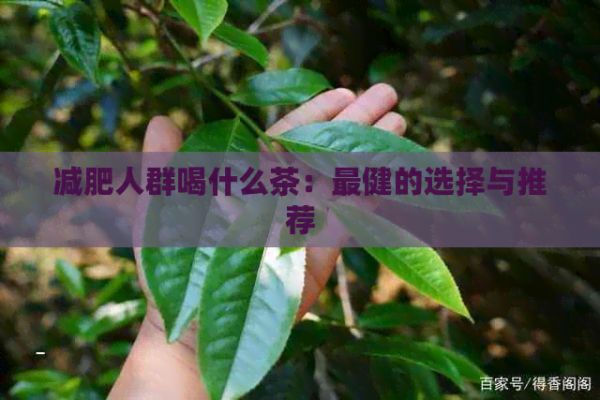 减肥人群喝什么茶：最健的选择与推荐