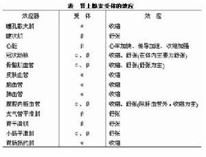 内啡肽--年轻快乐的荷尔蒙