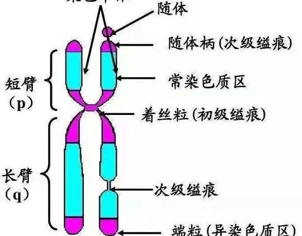染色體結(jié)構(gòu)示意