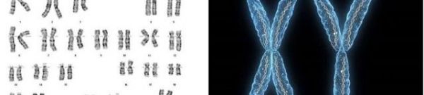  “核型檢測(cè)”與“CNV檢測(cè)模式圖”