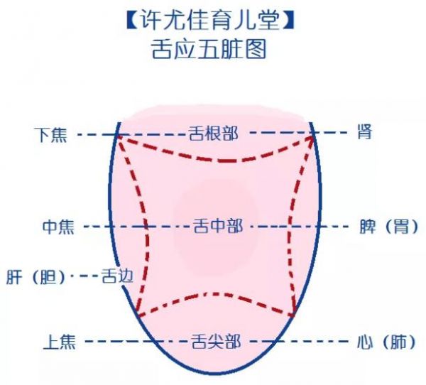 舌头尖=压力大？宝宝舌头尖尖是肝气郁结表现