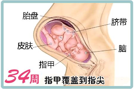 懷孕第34周胎兒圖