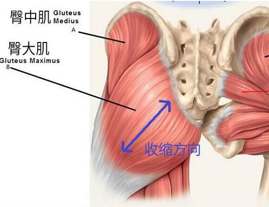 如何预防肌肉流失