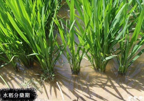 怎样做好稻田水分管理？