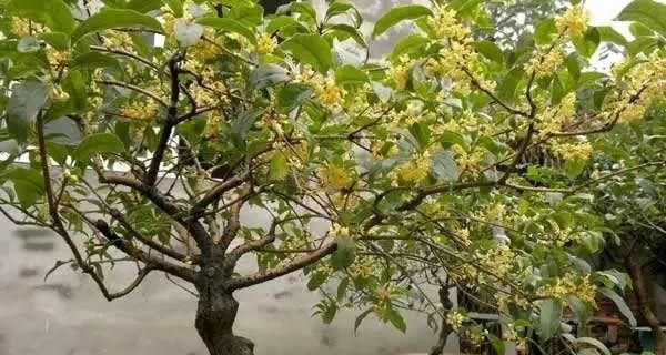 如何科学浇水，让你的桂花树健康成长（桂花树生长周期和浇水频率，科学掌握水分管理）