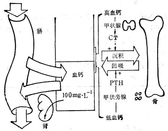 控制血钙水平的因素