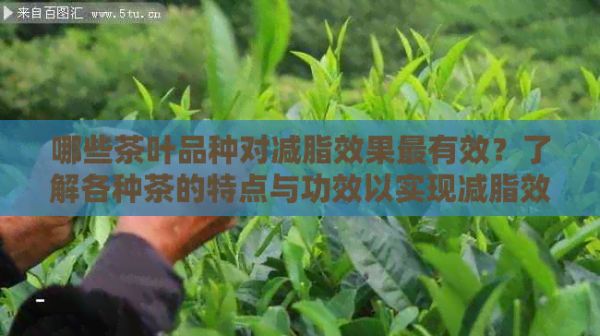 哪些茶叶品种对减脂效果最有效？了解各种茶的特点与功效以实现减脂效果