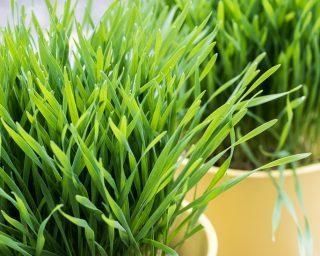 貓草養(yǎng)護(hù)之正確澆水方式（掌握水分管理）