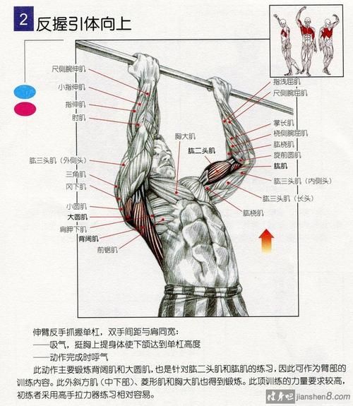 背部肌肉的锻炼方法