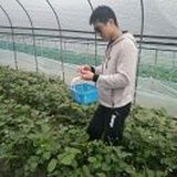 馬旭