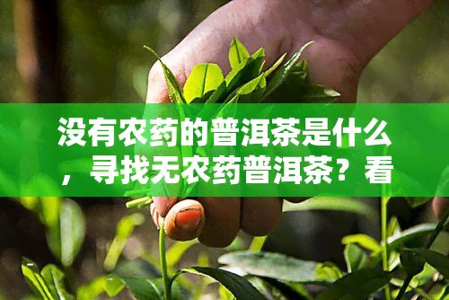 不存在农药的普洱茶是什么，寻找无农药普洱茶？看这里！