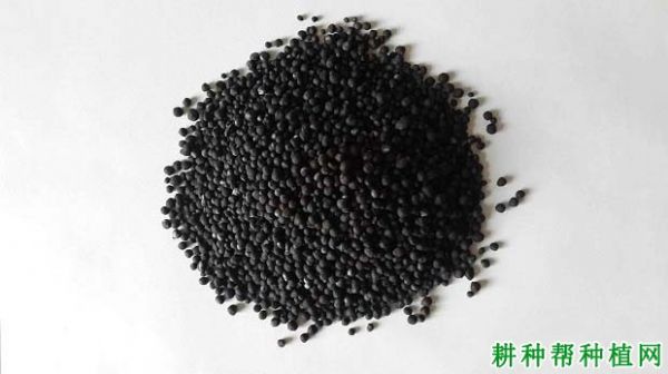 有機(jī)肥料對(duì)土壤健康和肥力的影響