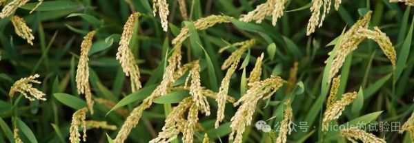 农业面对的问题_农业面临的问题_有机农业的面临的问题