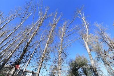 崗山森林公園