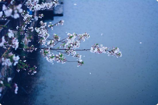 妊娠水腫的飲食療法介紹？