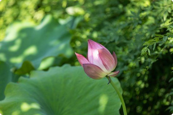 介绍给你男性健康减肥方法