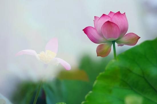 八關(guān)齋戒的內(nèi)容、功德及受持方法