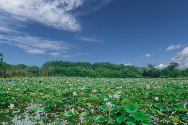 图 / 安利（中国）植物研发中心一角