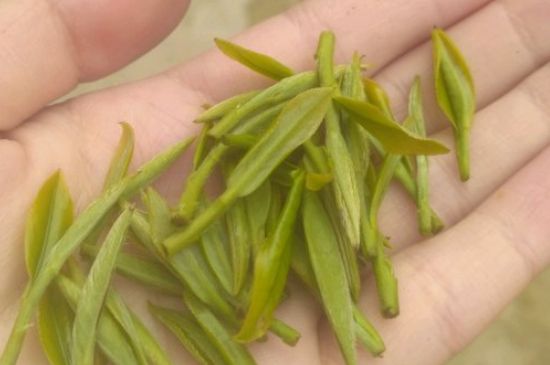 女性喝碧螺春茶的好處，女生喝碧螺春的功效與作用
