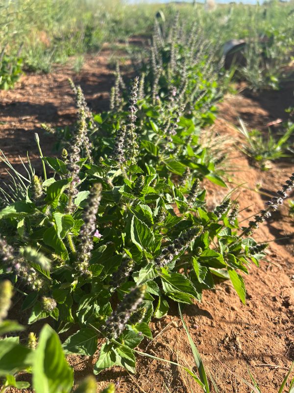 Holy Basil: Revered Botanical of Body and Spirit & Holy Basil Tea Recipe