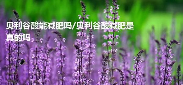 貝利谷酸能減肥嗎/貝利谷酸減肥是真的嗎