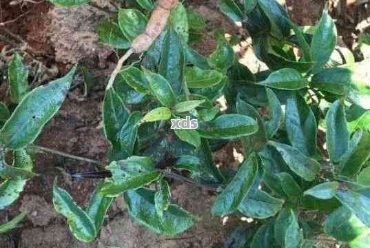 巴戟泡茶，提升男性活力：巴戟泡茶的健益處與制作方法