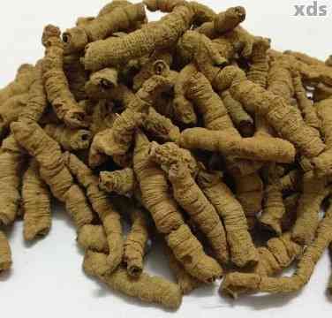 巴戟泡茶，提升男性活力：巴戟泡茶的健益處與制作方法