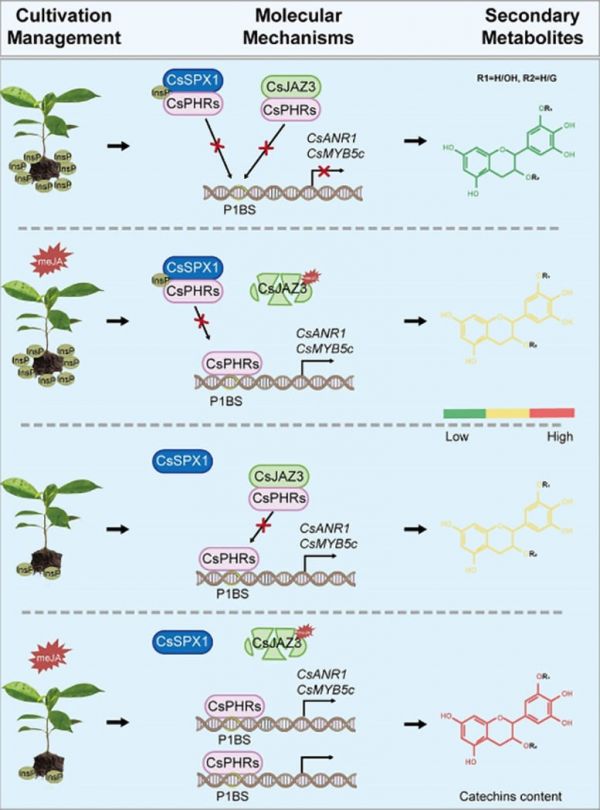 A-Model-for-CsPHRs-Mediated-Catechin-Biosynthesis-in-Tea.jpg