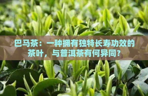 巴马茶：一种拥有独特长寿功效的茶叶，与普洱茶有何异同？