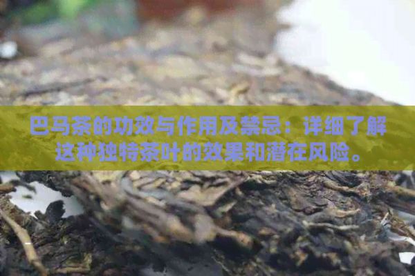 巴马茶的功效与作用及禁忌：详细了解这种独特茶叶的效果和潜在风险。