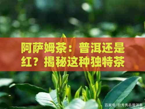 阿萨姆茶：普洱还是红？揭秘这种独特茶的分类之谜