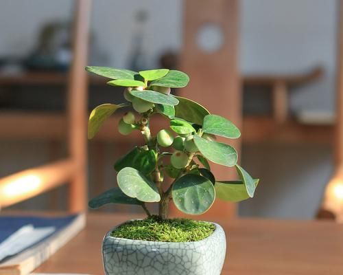家里種菩提樹，享受清凈空間（讓家里擁有菩提樹的方法和功效）