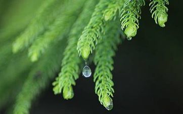 清明節(jié)吃清明果的來歷 制作方法介紹