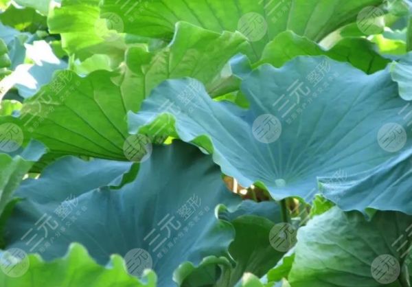荷葉