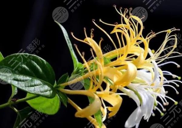 金銀花