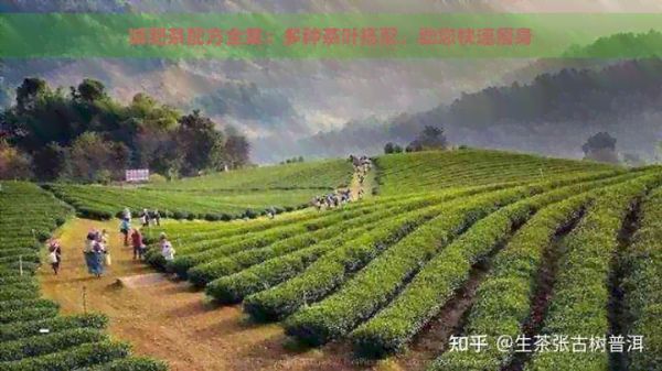 減肥茶配方全集：多種茶葉搭配，助您快速瘦身