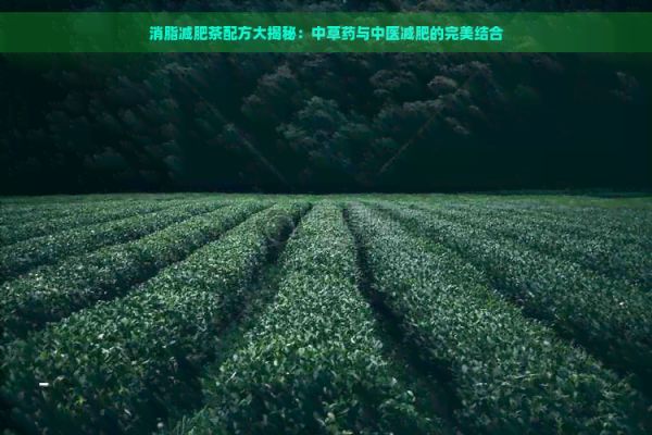消脂減肥茶配方大揭秘：中草藥與中醫(yī)減肥的完美結(jié)合
