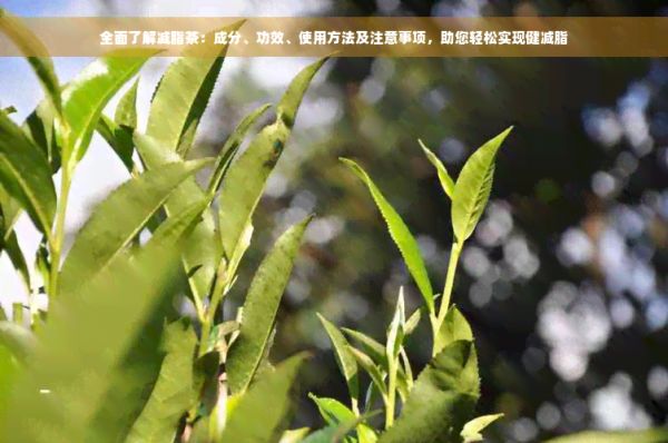 全面了解減脂茶：成分、功效、使用方法及注意事項(xiàng)，助您輕松實(shí)現(xiàn)健減脂