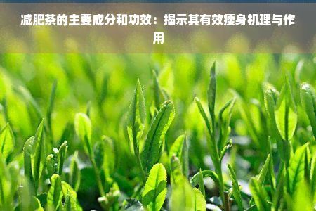 减肥茶的主要成分和功效：揭示其有效瘦身机理与作用