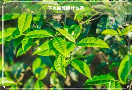 下火減肥喝什么茶